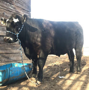 Meet your Posher, Emersyn